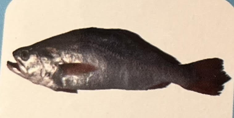 Big Mouth Croacker Fish