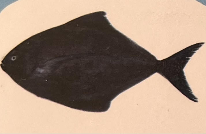 Black Pomfret