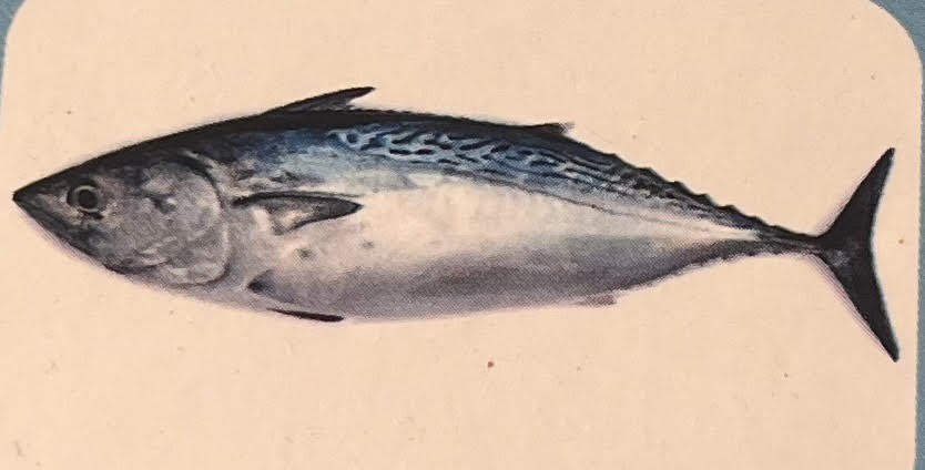 Bonito Tuna