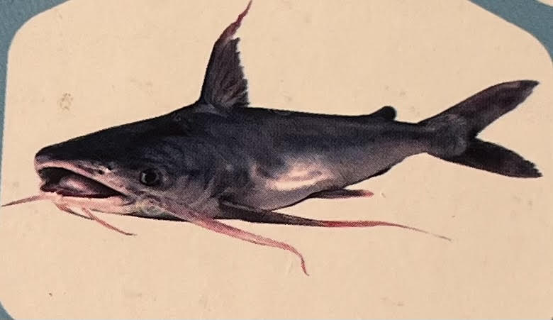 Cat Fish