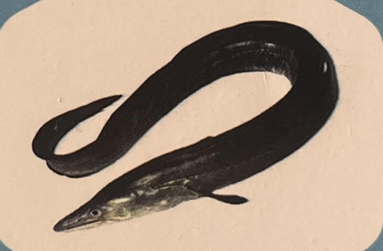 Eel Fish