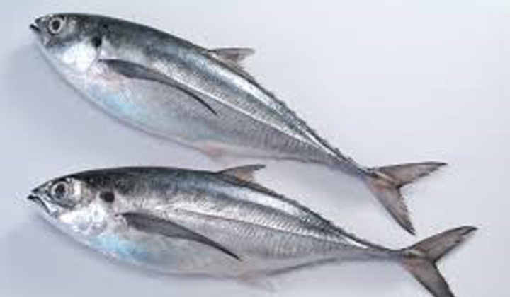 Horse Mackerel