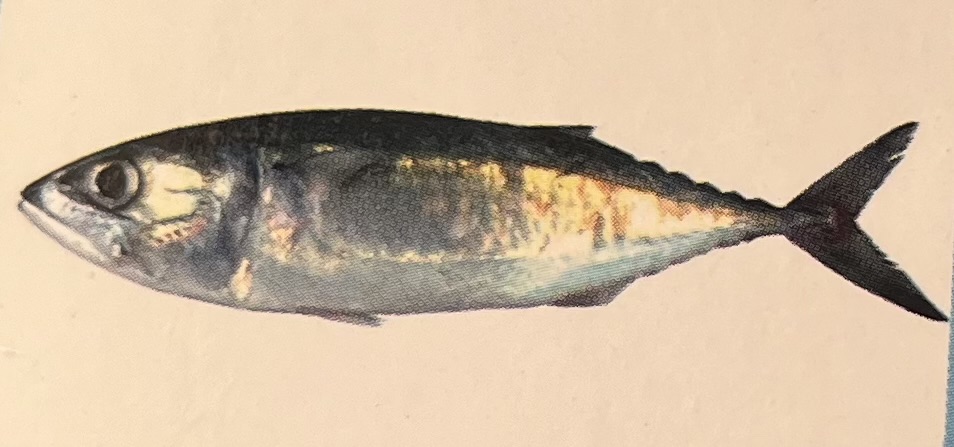 Indian Mackerel
