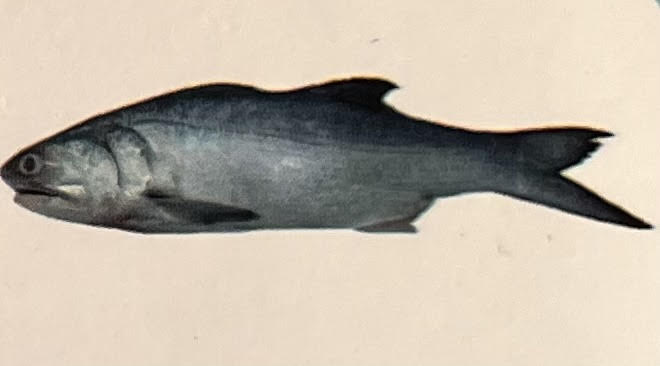 Indian Salmon