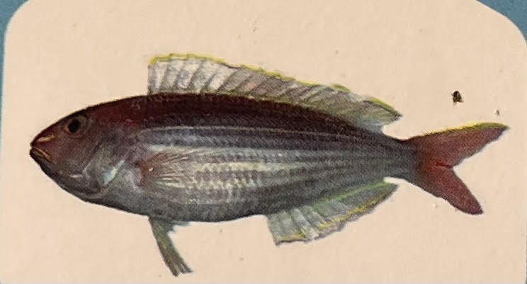 Japanesh Threadfin Bream
