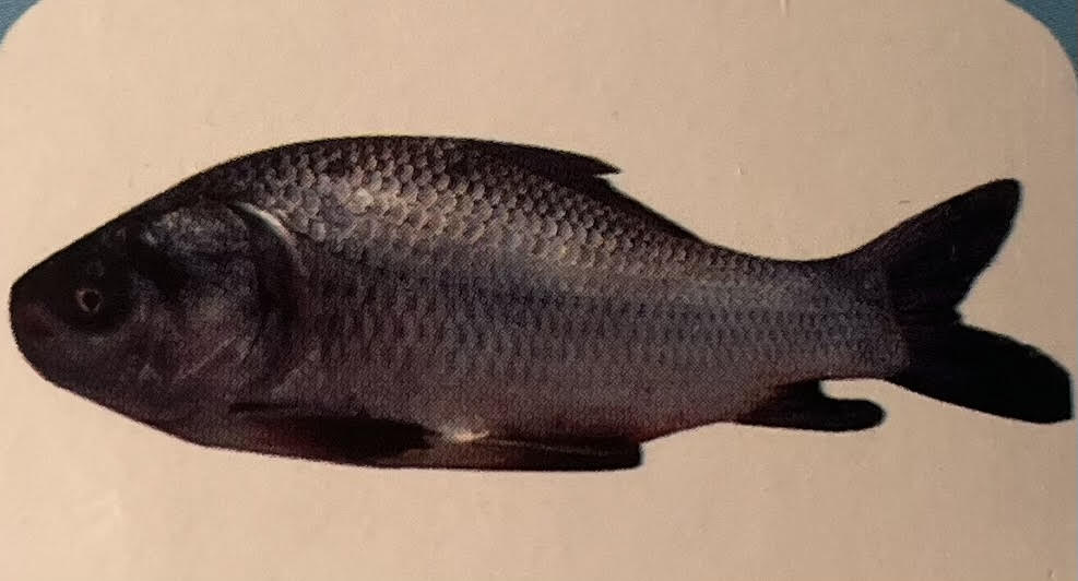 Katla Fish