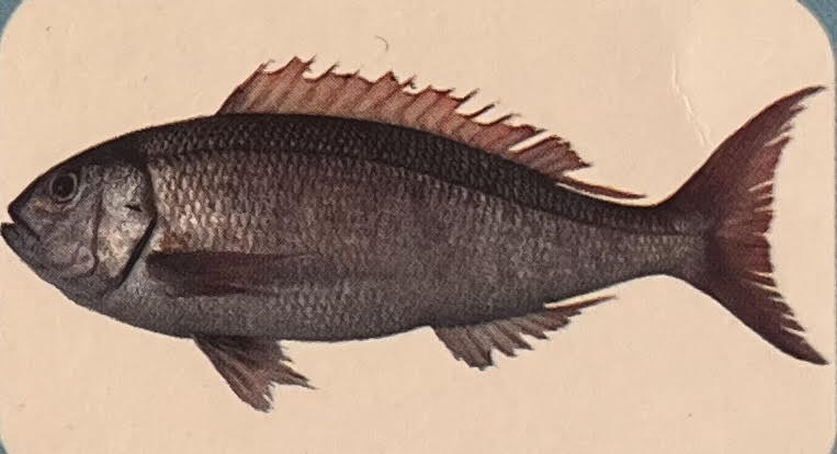 Red Snapper
