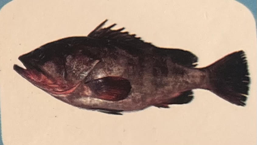Reefcod