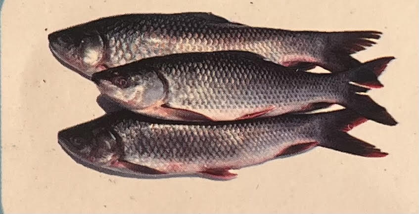 Rohu Fish