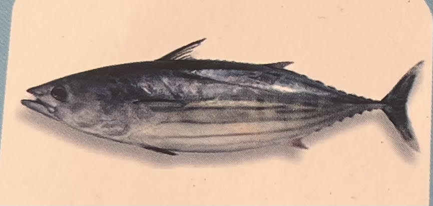 Skipjack Tuna