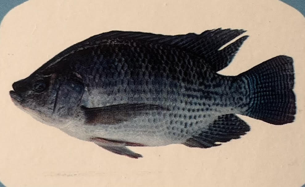 Tilapia