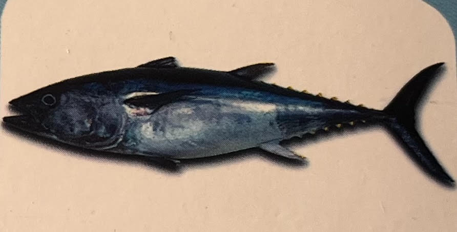 Yellowfin Tuna